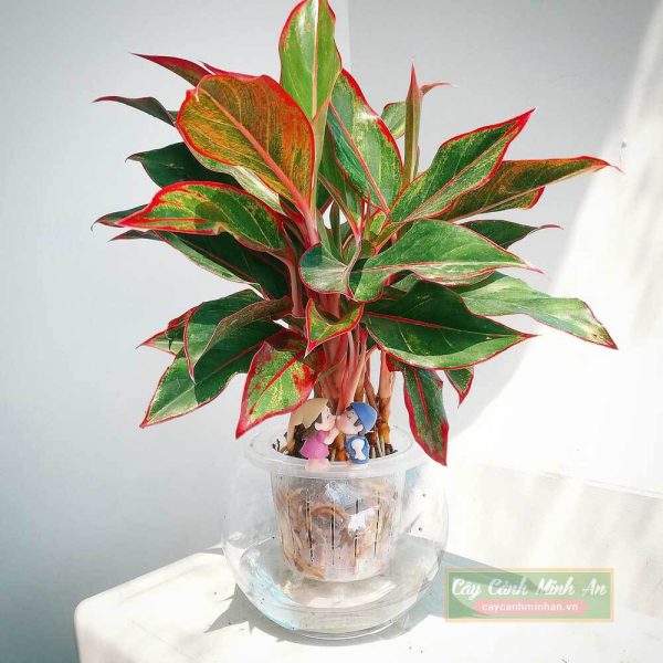 cây phú quý đỏ - cây phong thuỷ văn phòng