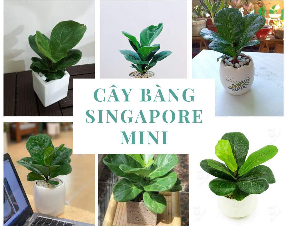 cây bàng Singapore mini