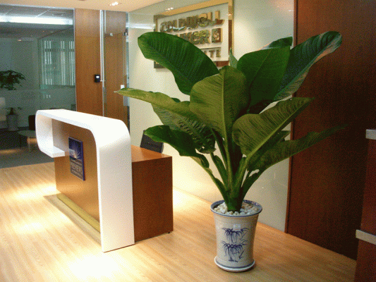 cây Đại Phú Gia đặt trong văn phòng