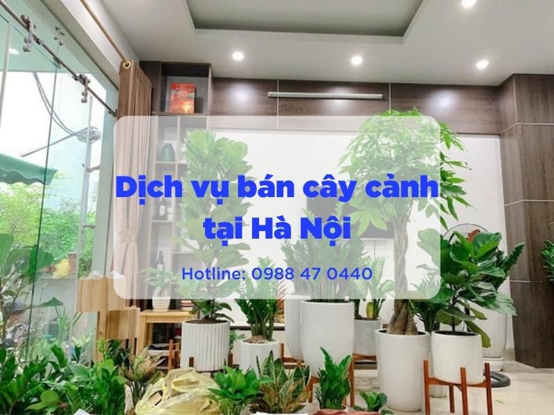 Dịch vụ bán cây cảnh tại Hà Nội