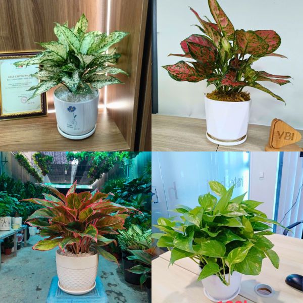 Top 10 cây cảnh văn phòng đẹp dễ sống
